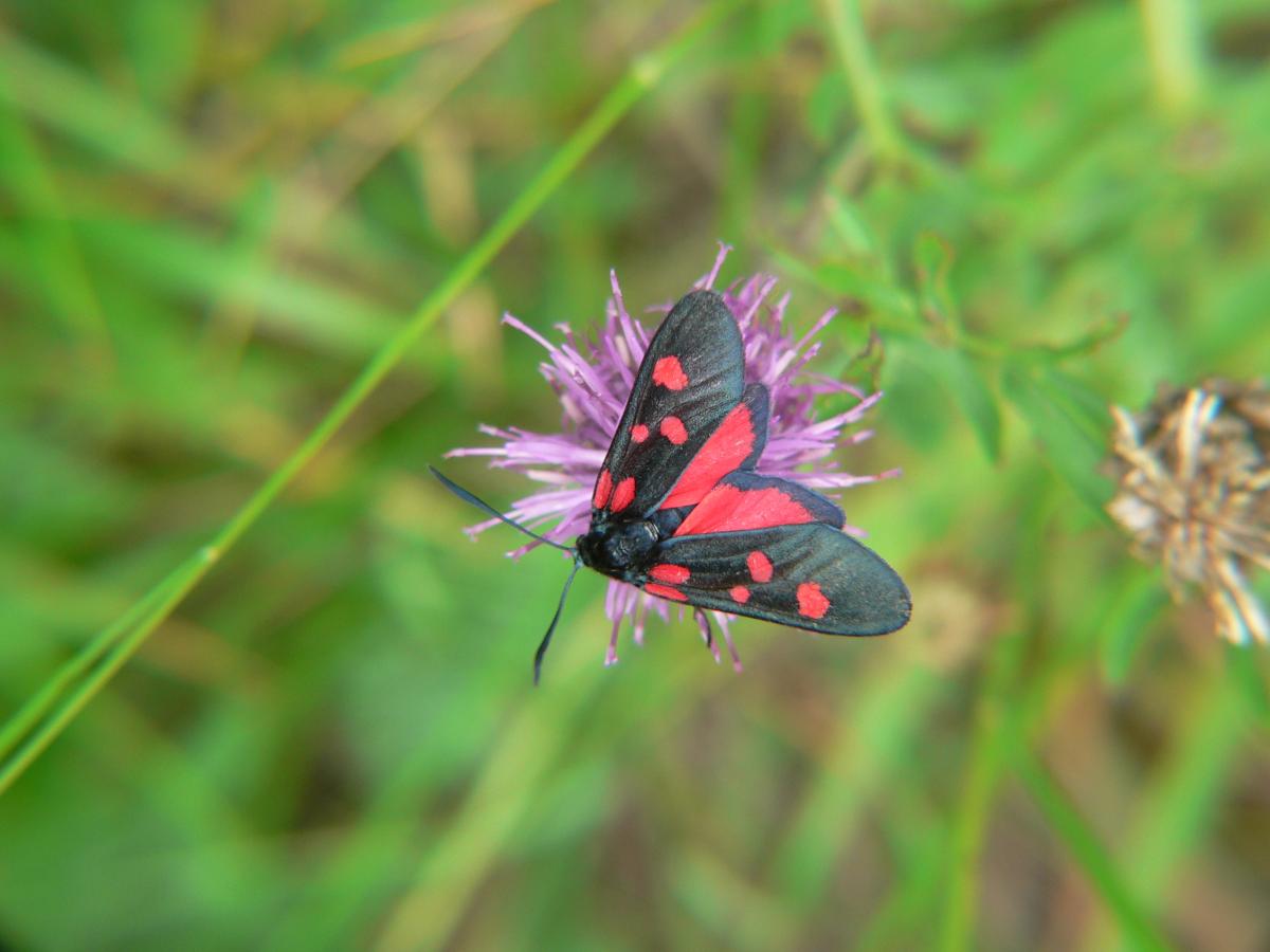 Zygaena flipendulae ?